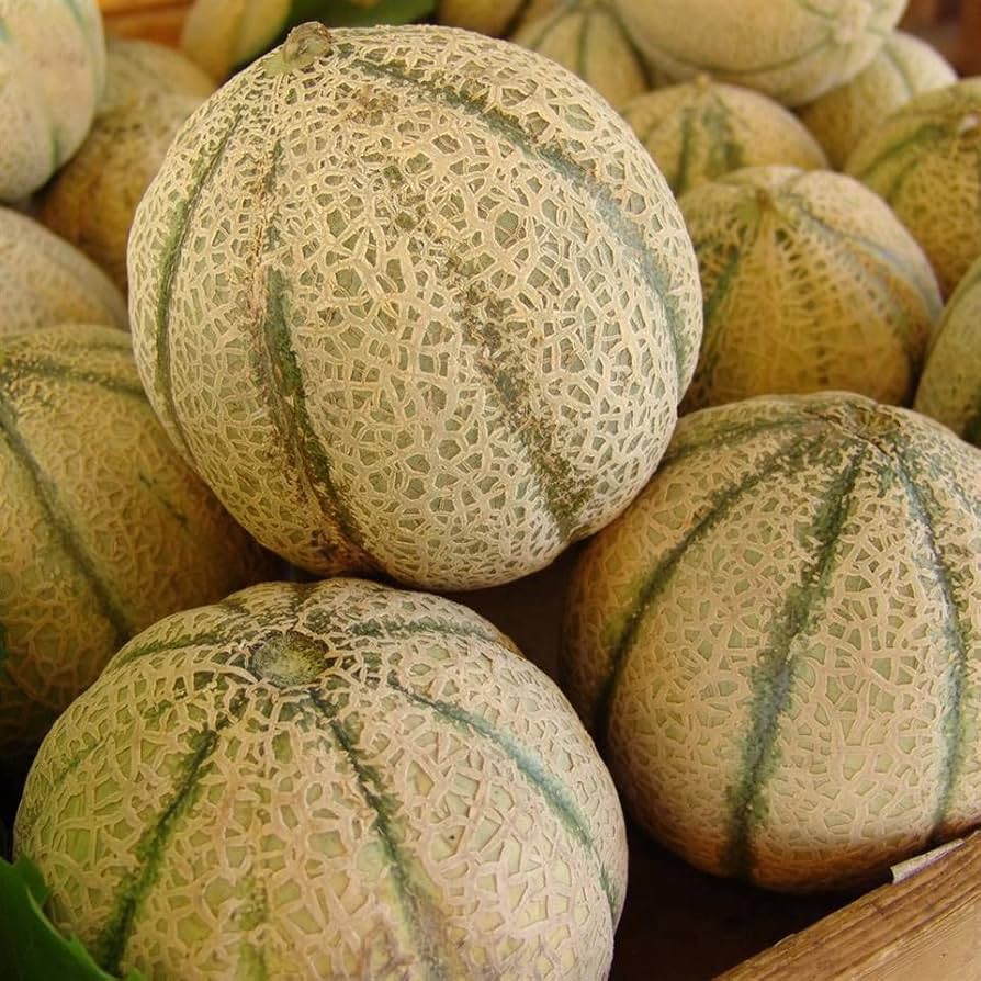 Sweet Melon Fruit Cucumis melo Seeds for Planting in Vegetable Patch & Garden