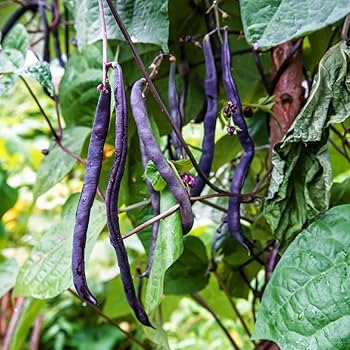 Purple Stallard Bean Vegetable Seeds for Planting