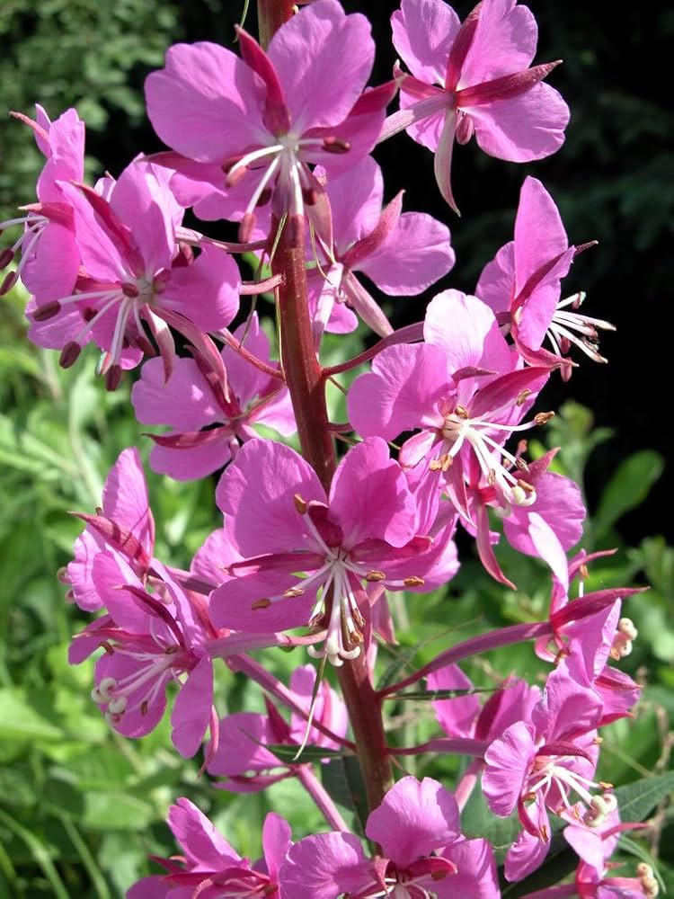 Willowherb Flower Seeds for Vibrant Garden Spaces - Seed for Natural Beauty
