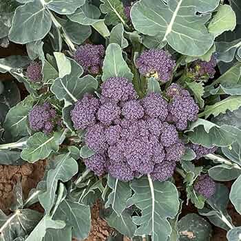 Purple Broccoli Seeds for Planting - Vibrant, Nutritious Vegetable