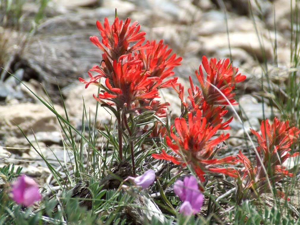 Indian Paintbrush Castilleja Indivisa Seeds for Planting Wild Garden Flower Border