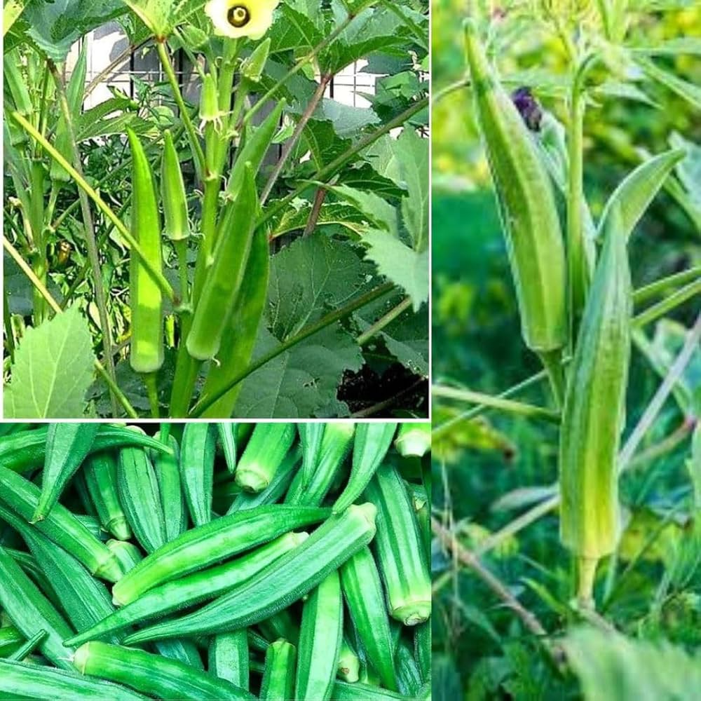 Clemson Okra Seeds for Planting  Premium Quality