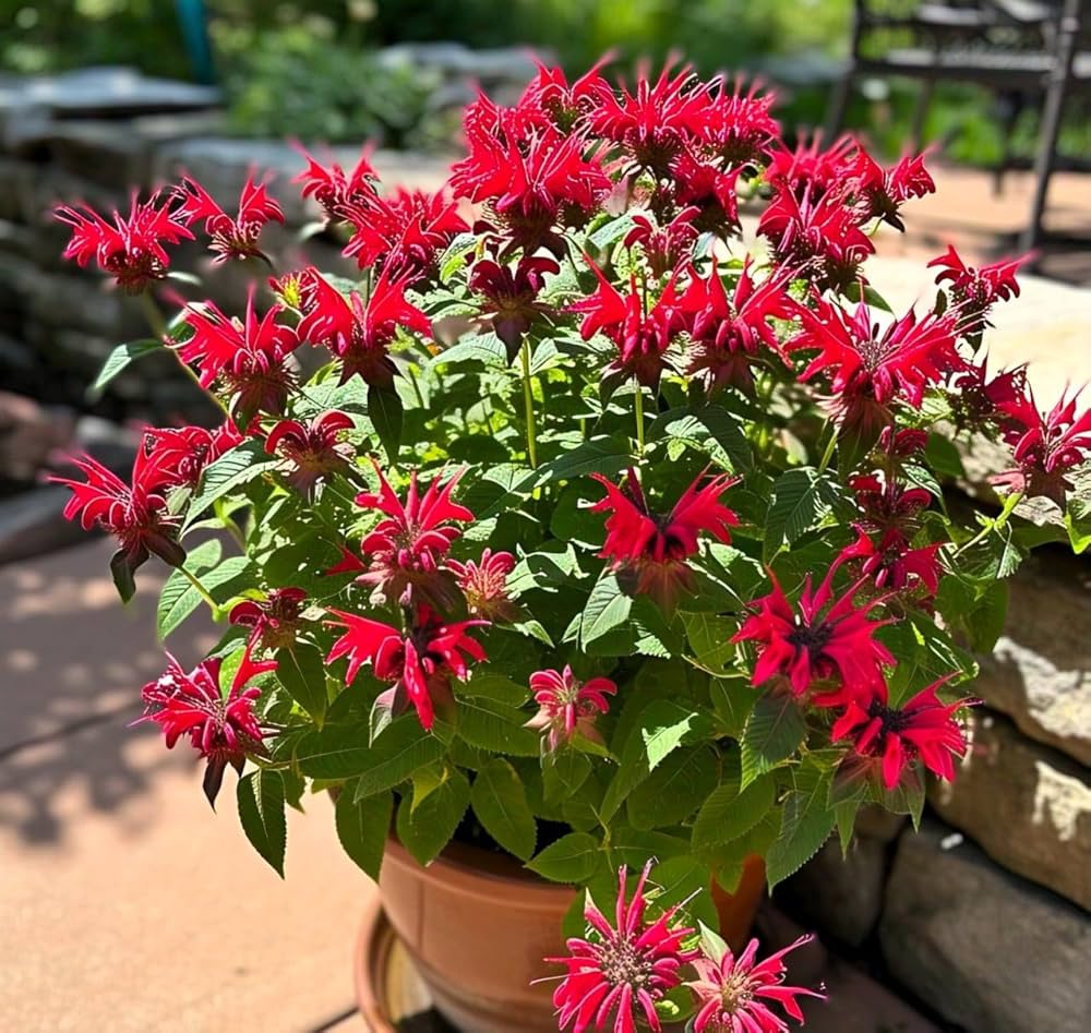 Beebalm Seeds for Planting Monarda didyma for pollinator gardens and wildflower beds