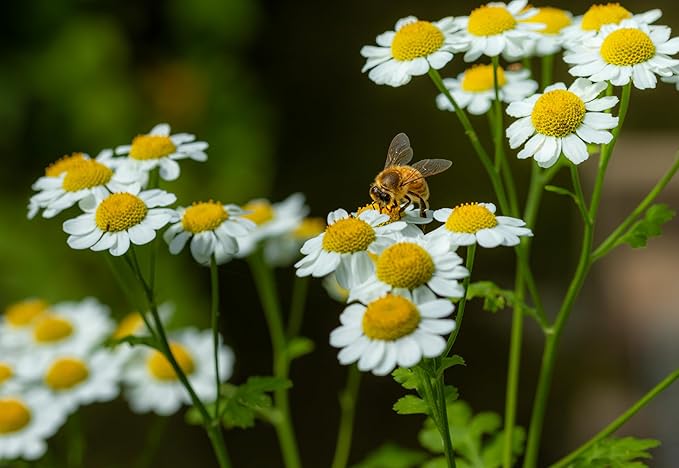 Feverfew Seeds for Medicinal Herb Plants