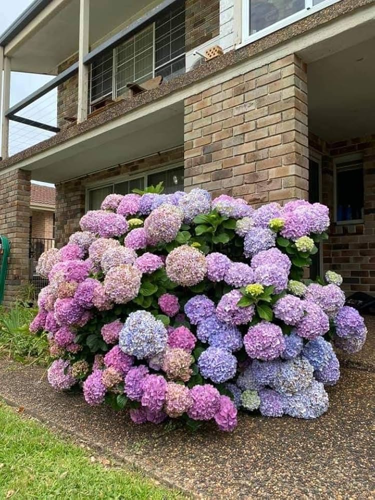 Hydrangea Seeds for Planting Hydrangea spp. for ornamental gardens and landscaping