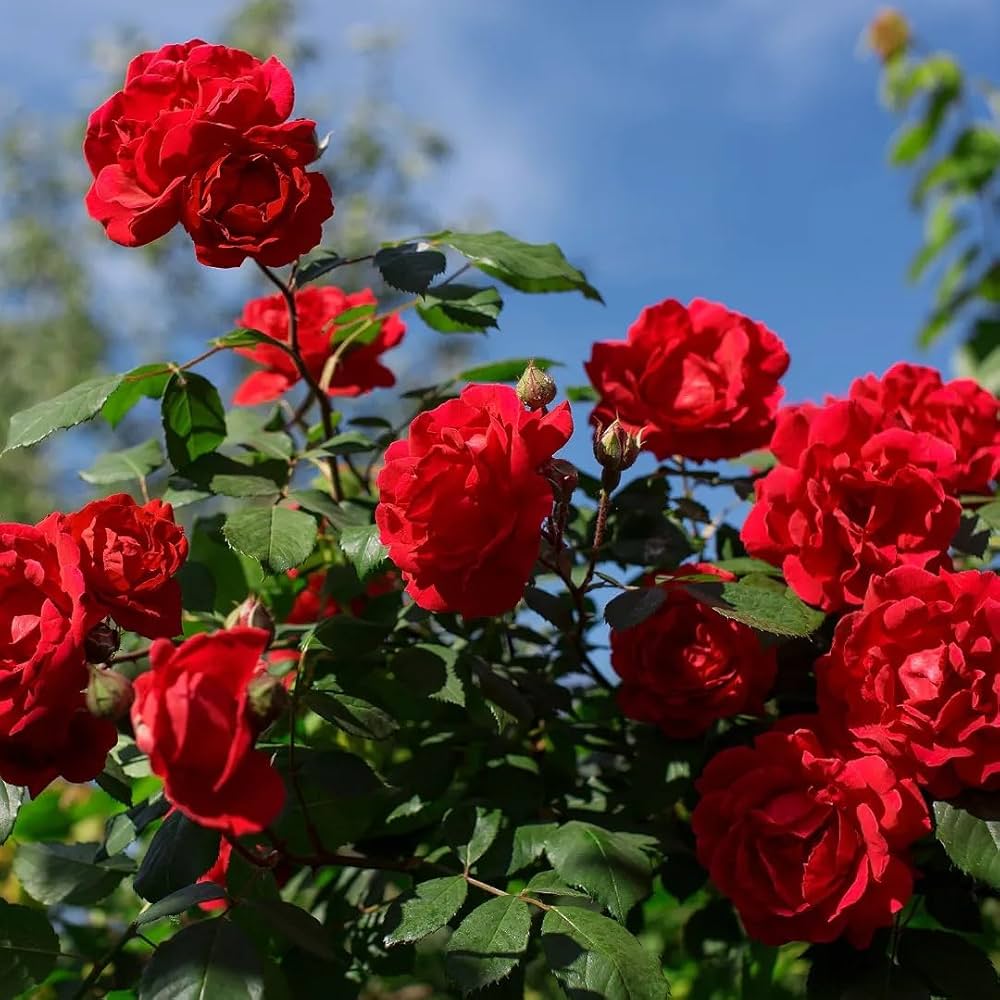 Rose Flower Planting Seeds - Evergrowseeds