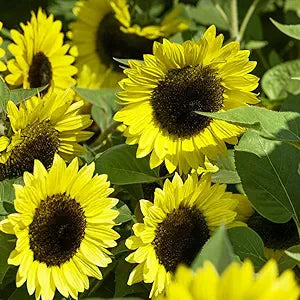 Light Yellow Sunflower Seeds For Planting