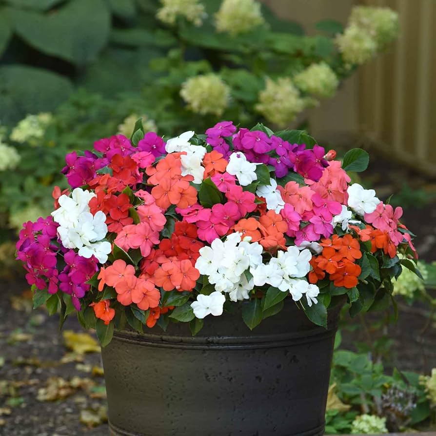 Impatiens Accent Premium-Mix Seeds for Planting flower bed