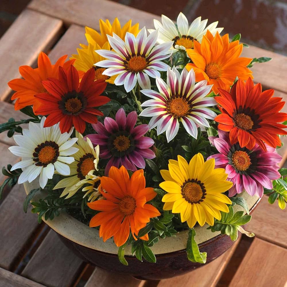 Gazania Giant Flower Seeds - Perfect for Easy Planting