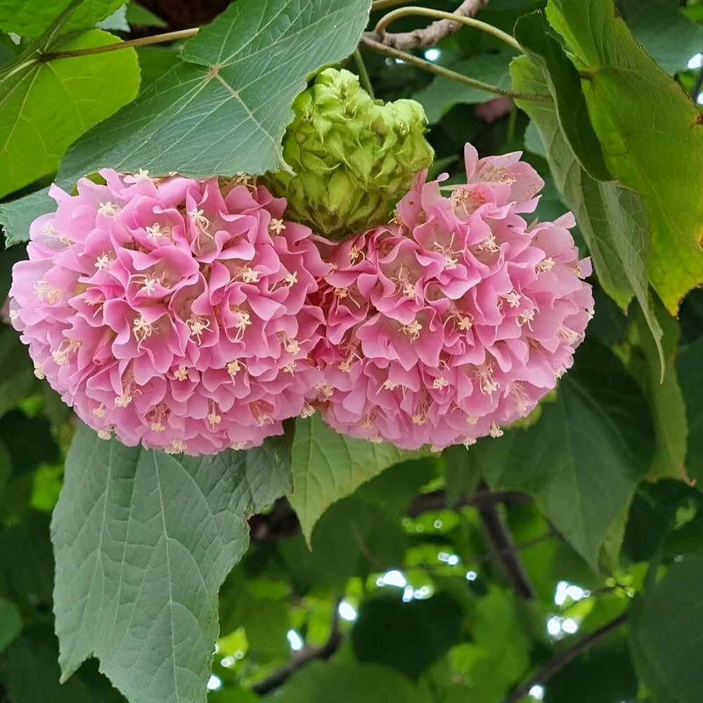 Dombeya Flower seeds for Planting - Seasonal Bloomer, Heirloom & GMO Free Seeds for Home Garden