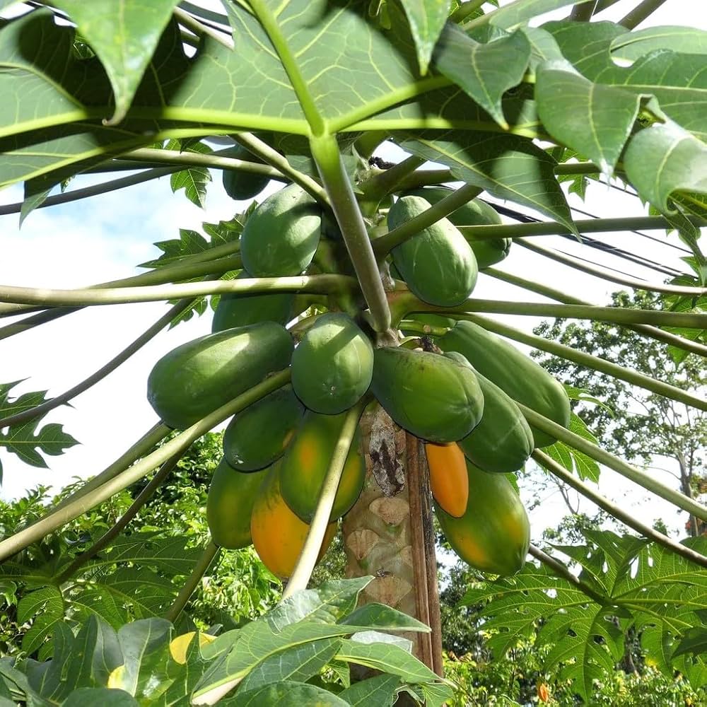 Fast-Growing Papaya Planting Seeds for Home Gardens