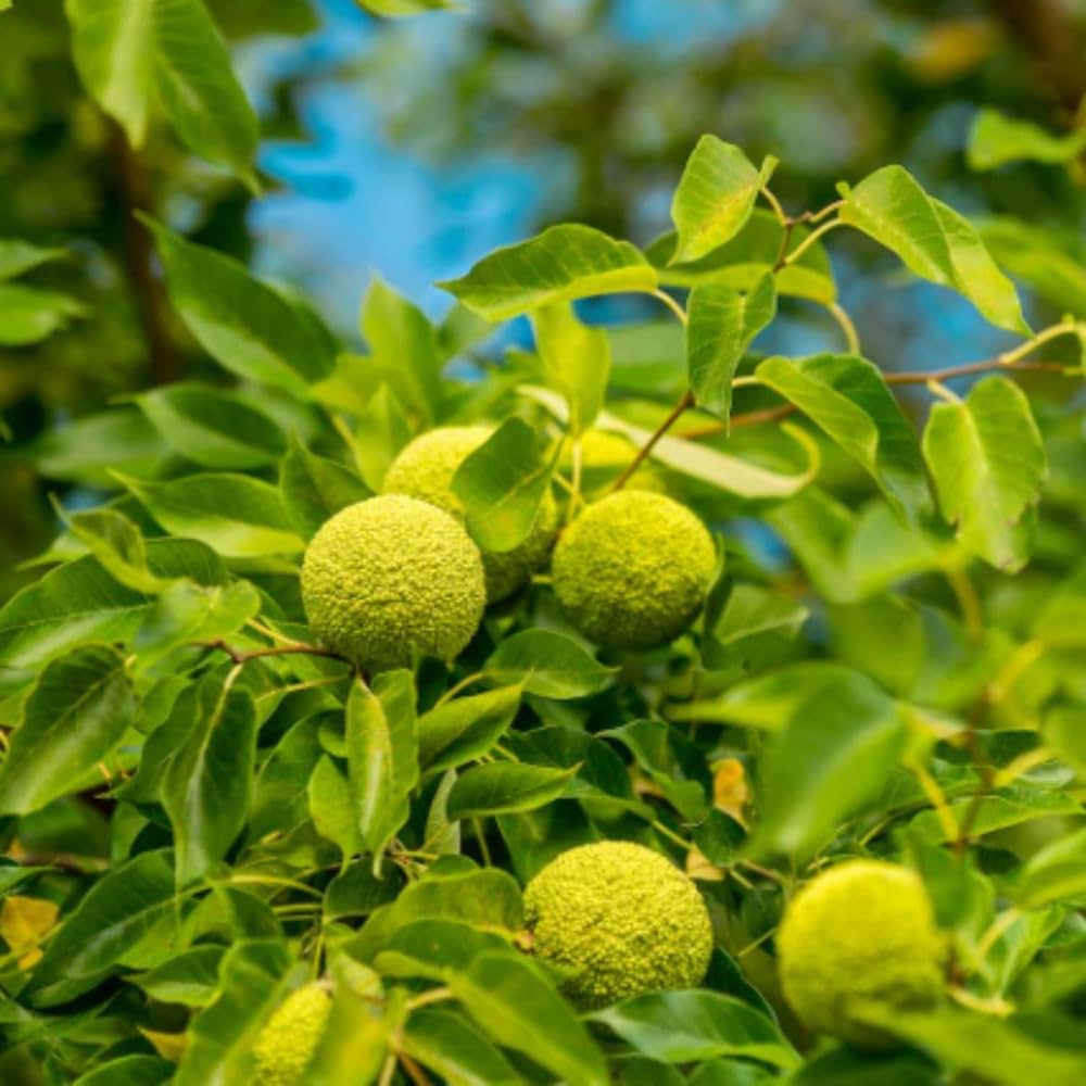 Yellow Maclura Fruit Seeds Planting
