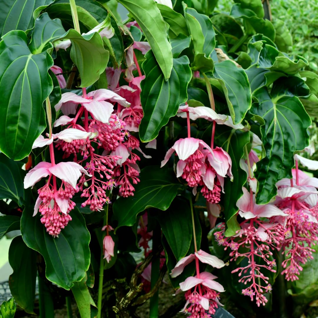 Medinilla Flower seeds for Planting - Compact Growth, Heirloom & GMO Free Seeds for Home Garden