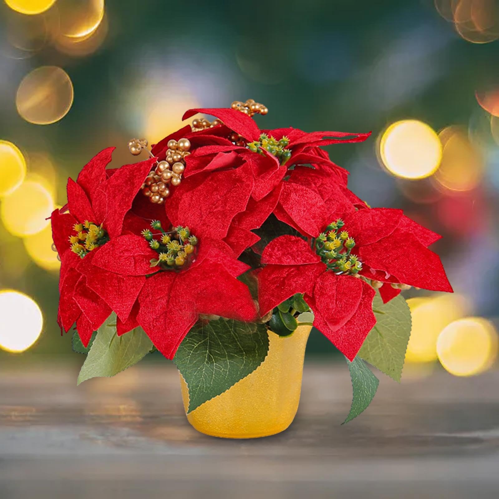 Yellow Red Poinsettia Flower seeds for Planting - Vibrant Colors, Heirloom & GMO Free Seeds for Home Garden