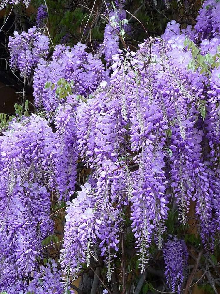 Wisteria sinensis Purple Flower Seeds – Stunning Purple Wisteria for Pergolas and Landscapes
