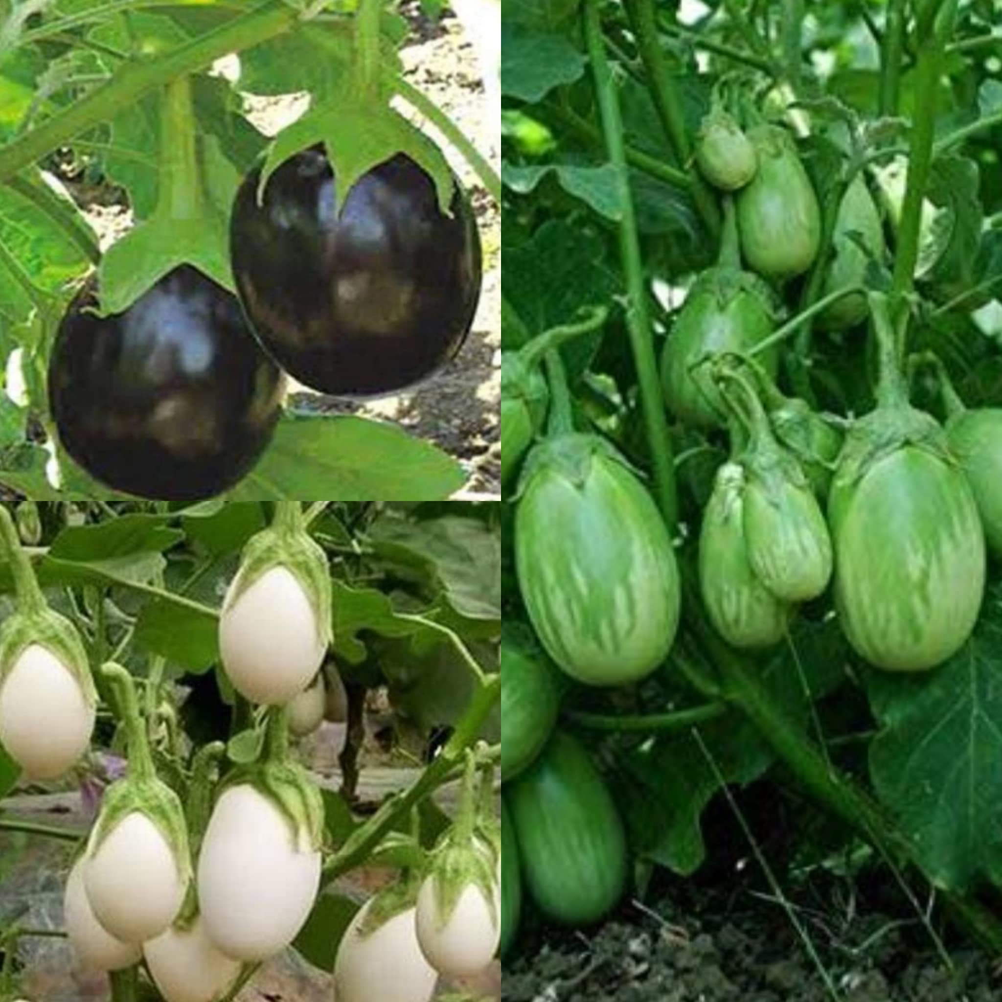 Mixed Eggplant Seeds for Vibrant Vegetable Gardens