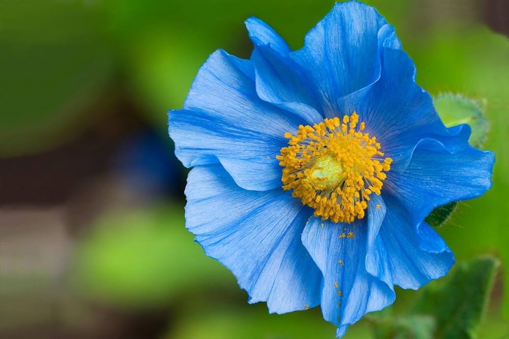 Himalayan Blue Poppy Seeds for Planting Meconopsis Betonicifolia for Cool Gardens