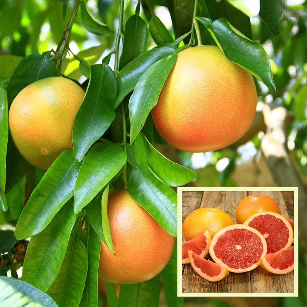 Grapefruit Citrus paradisi Fruit Seeds for Planting