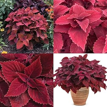 Coleus Jazz Velvet Flower Seeds for Vibrant Planting