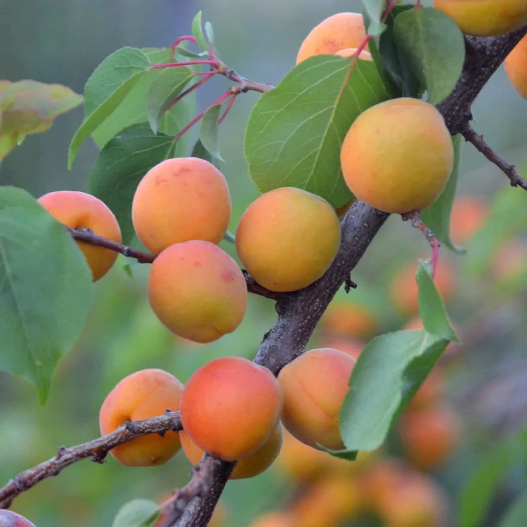 Apricot Fruit Seeds for Planting  Grow Your Own Sweet Apricots