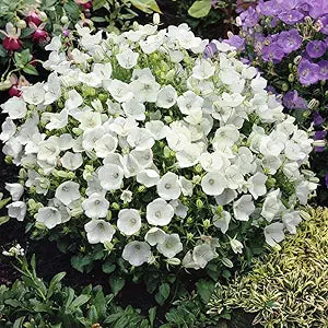 Campanula Campanula spp for planting in flower bed