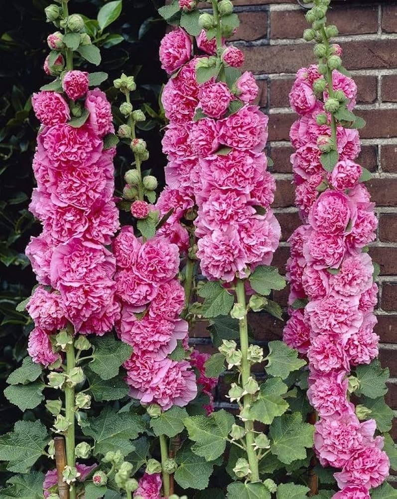 Hollyhock Chater Bright Pink Seeds for Planting Cottage Garden Pathways