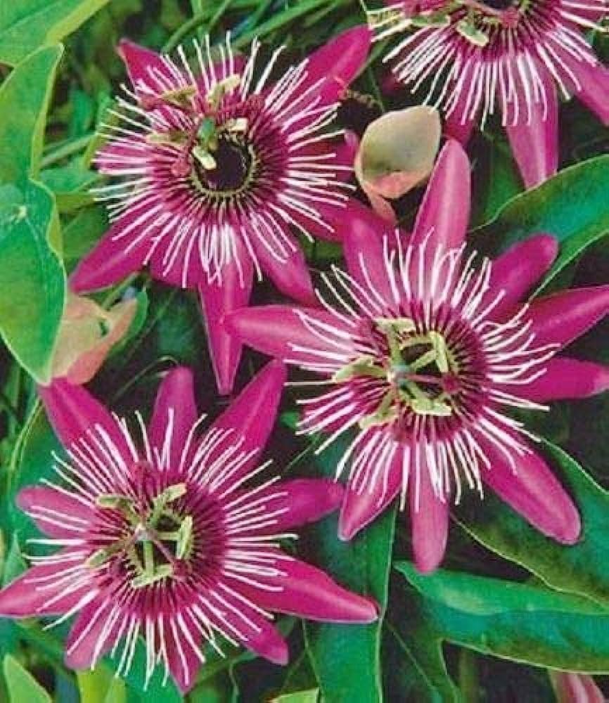 Pink Passion Flower Seeds for Planting Cut Flower Favorite Heirloom & GMO Free Seeds for Home Garden
 
 Sale
