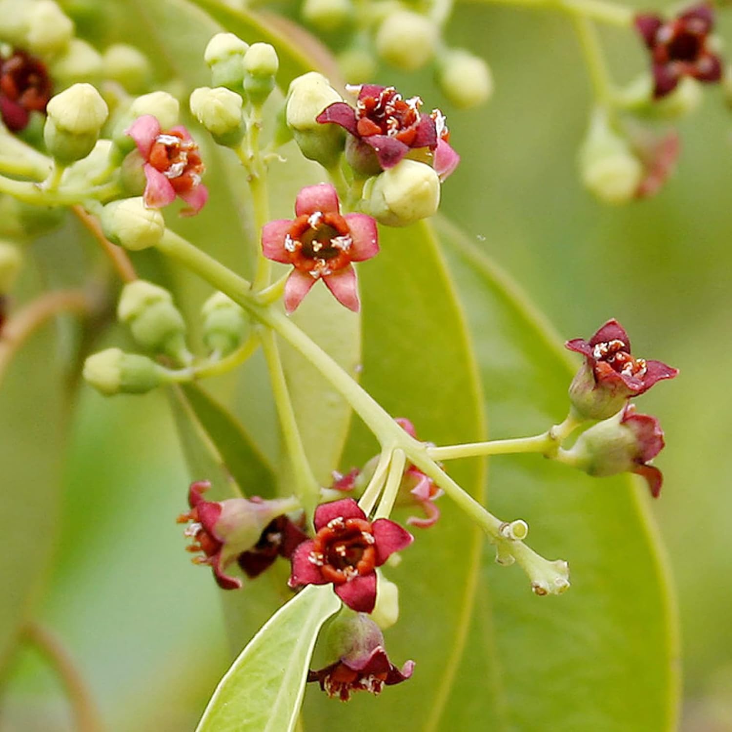 Santalum Album Seeds Indian Sandalwood Edible Evergreen Drought Tolerant Fragrant Borders Cottage