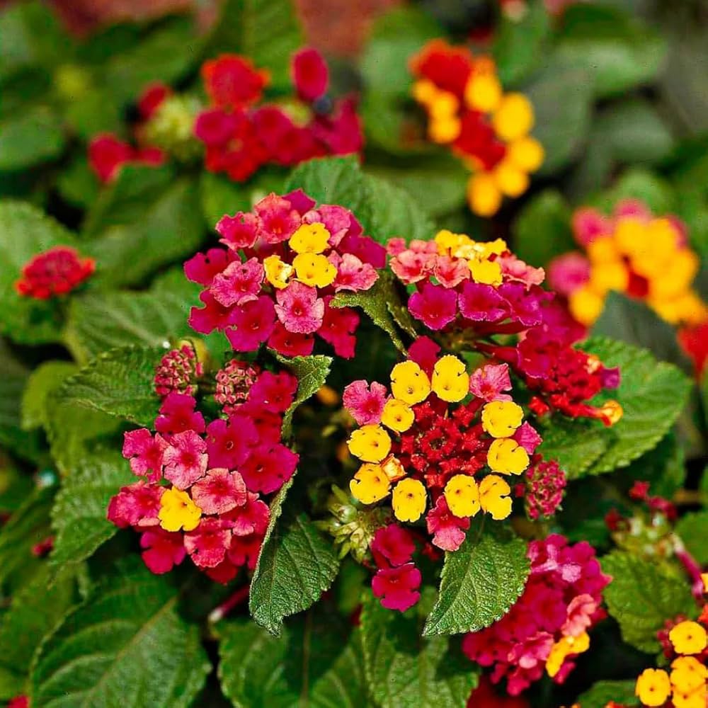 Lantana Flower Seeds for Planting Lantana Camara Mixed Colors for Borders