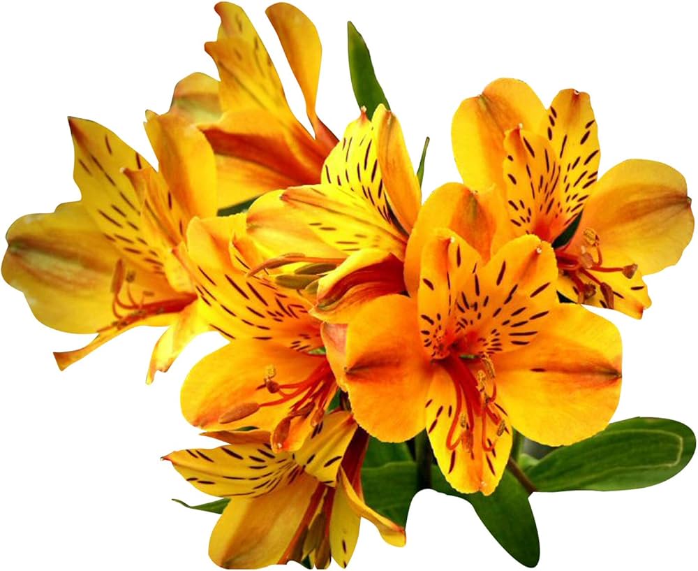 Alstroemeria Flower Seeds Alstroemeria for Planting in Flower Bed & Garden