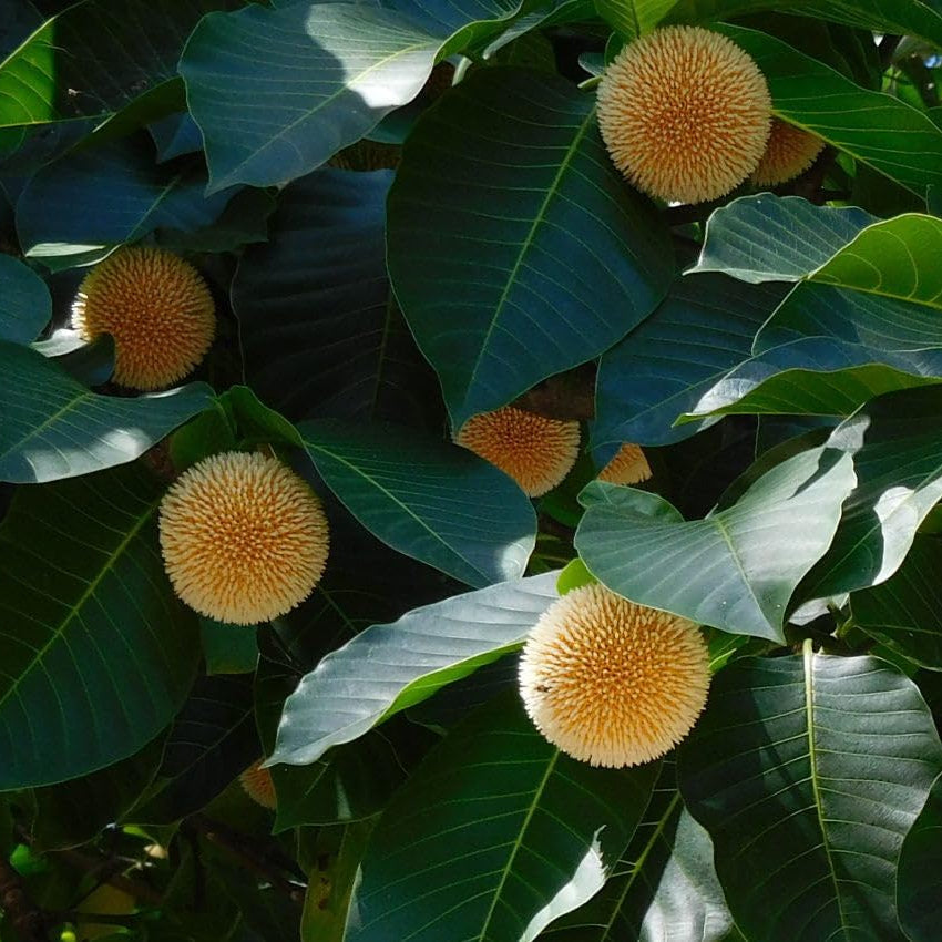 Green Anthocephalus Kadamba Flower seeds for Planting - Colorful Display, Heirloom & GMO Free Seeds for Home Garden