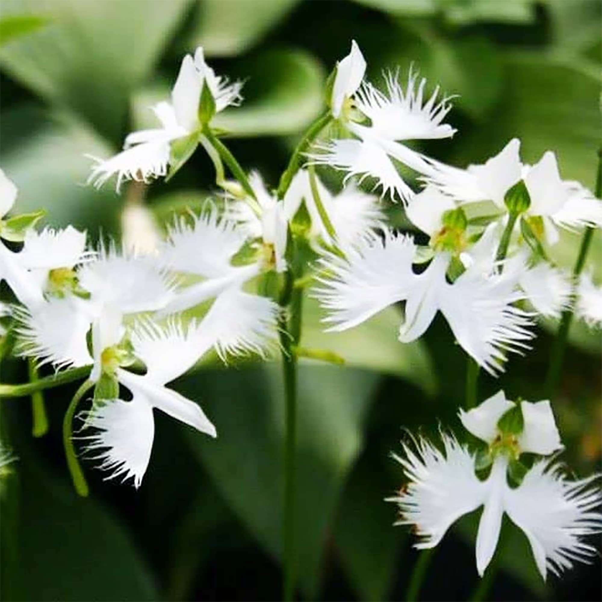 Japanese Radiata Flower seeds for Planting - Easy to Grow, Heirloom & GMO Free Seeds for Home Garden