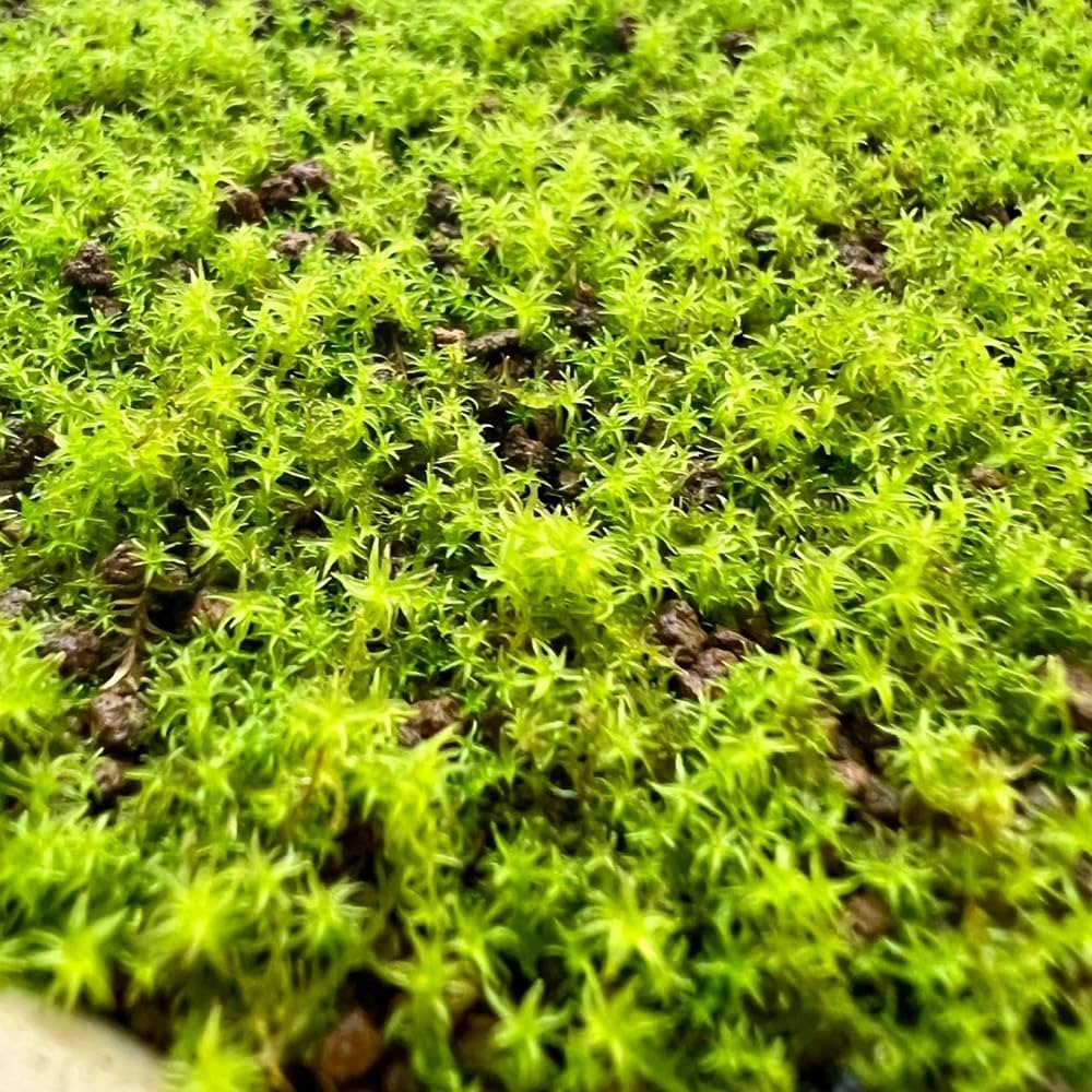 Green Moss Moss spp. Seeds for Planting - Great for Flower Bed & Home Garden