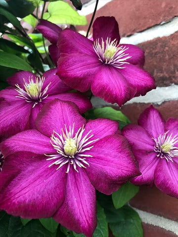 Deep Pink Clematis Flower seeds for Planting - Drought Tolerant, Heirloom & GMO Free Seeds for Home Garden