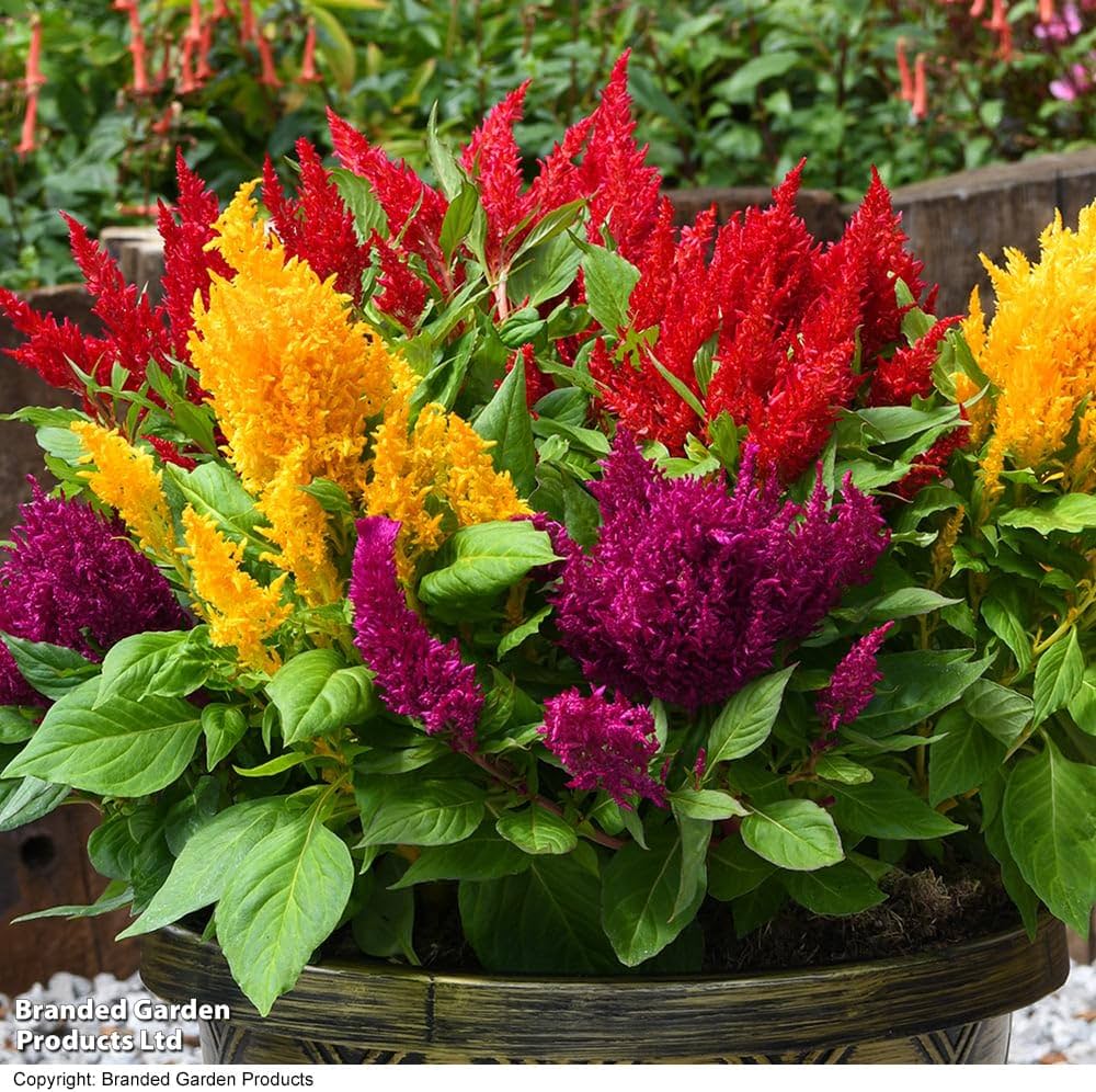 Mixed Celosia Argentea Flower seeds for Planting - Hardy Variety, Heirloom & GMO Free Seeds for Home Garden