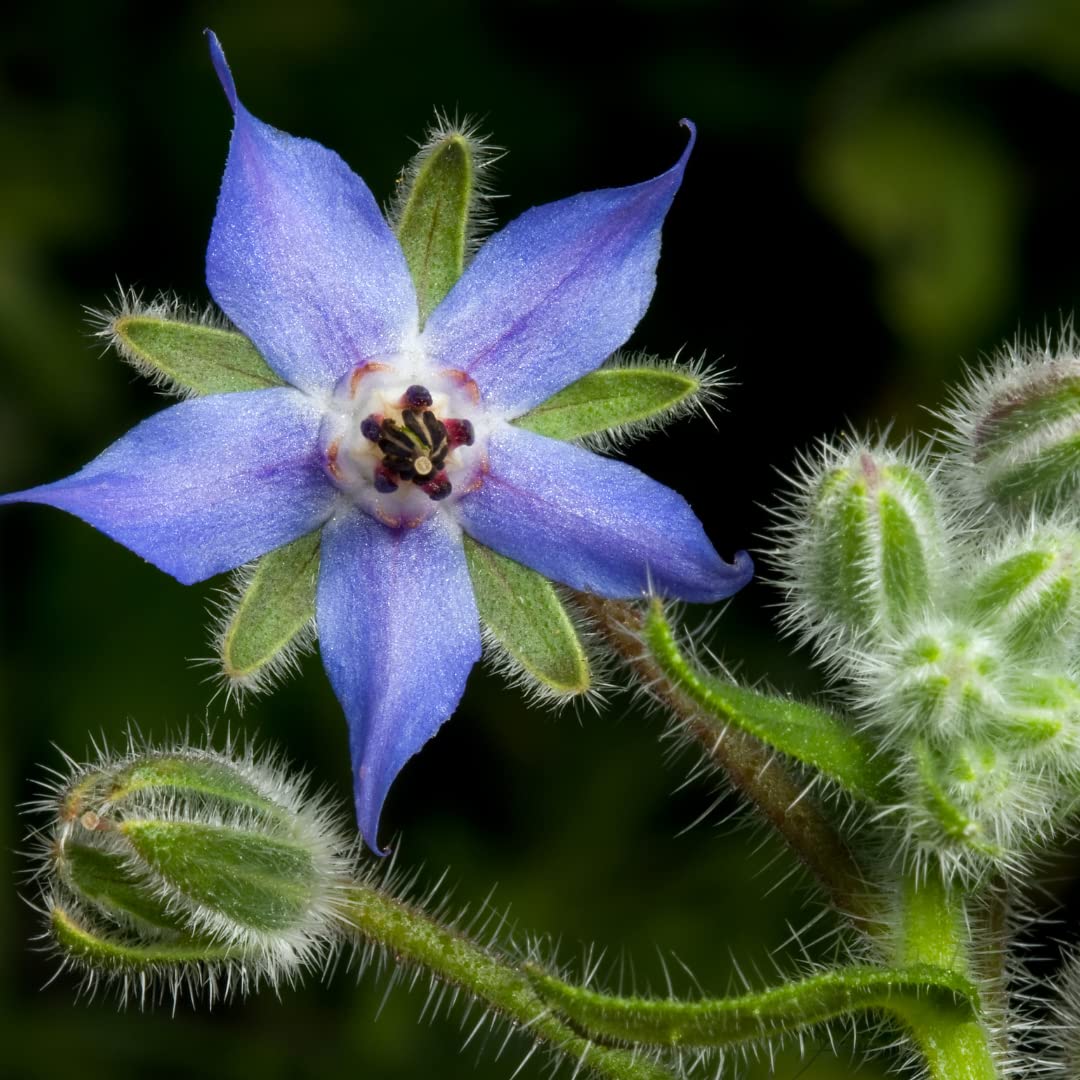 Borage Herb Seeds for Planting Borago officinalis for pollinator gardens and herb beds