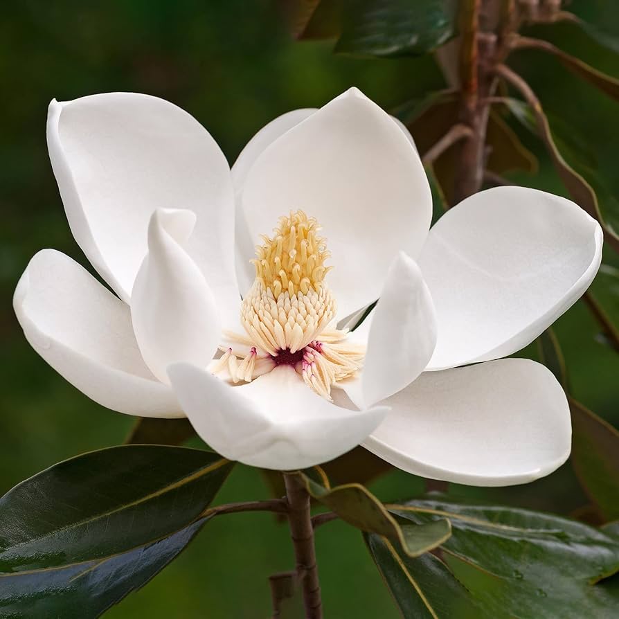 Magnolia Grandiflora Seeds for Planting in Front Yards