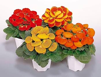 Yellow Gloxinia Flower Seeds Planting