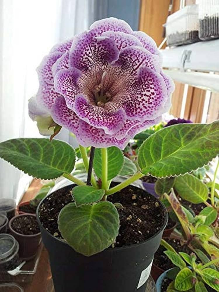 Gloxinia Mixed Colors Sinningia Flower Seeds