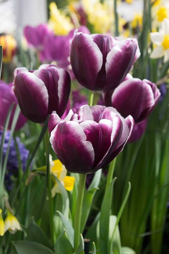 White Purple Tulip Flower seeds for Planting - Seasonal Bloomer, Heirloom & GMO Free Seeds for Home Garden