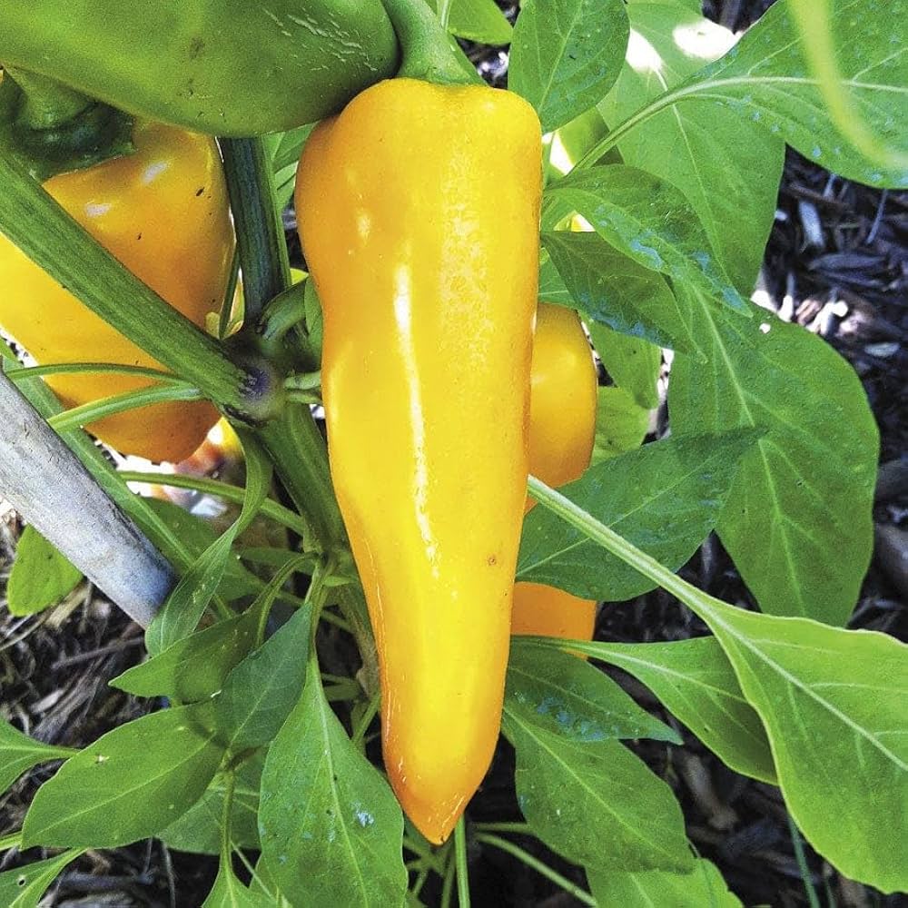 Yellow Bedder Pepper Planting Seeds