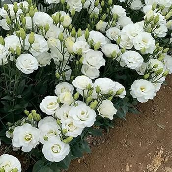 Eustoma Flower Seeds for Planting - White Blooming Annuals for Beautiful Gardens