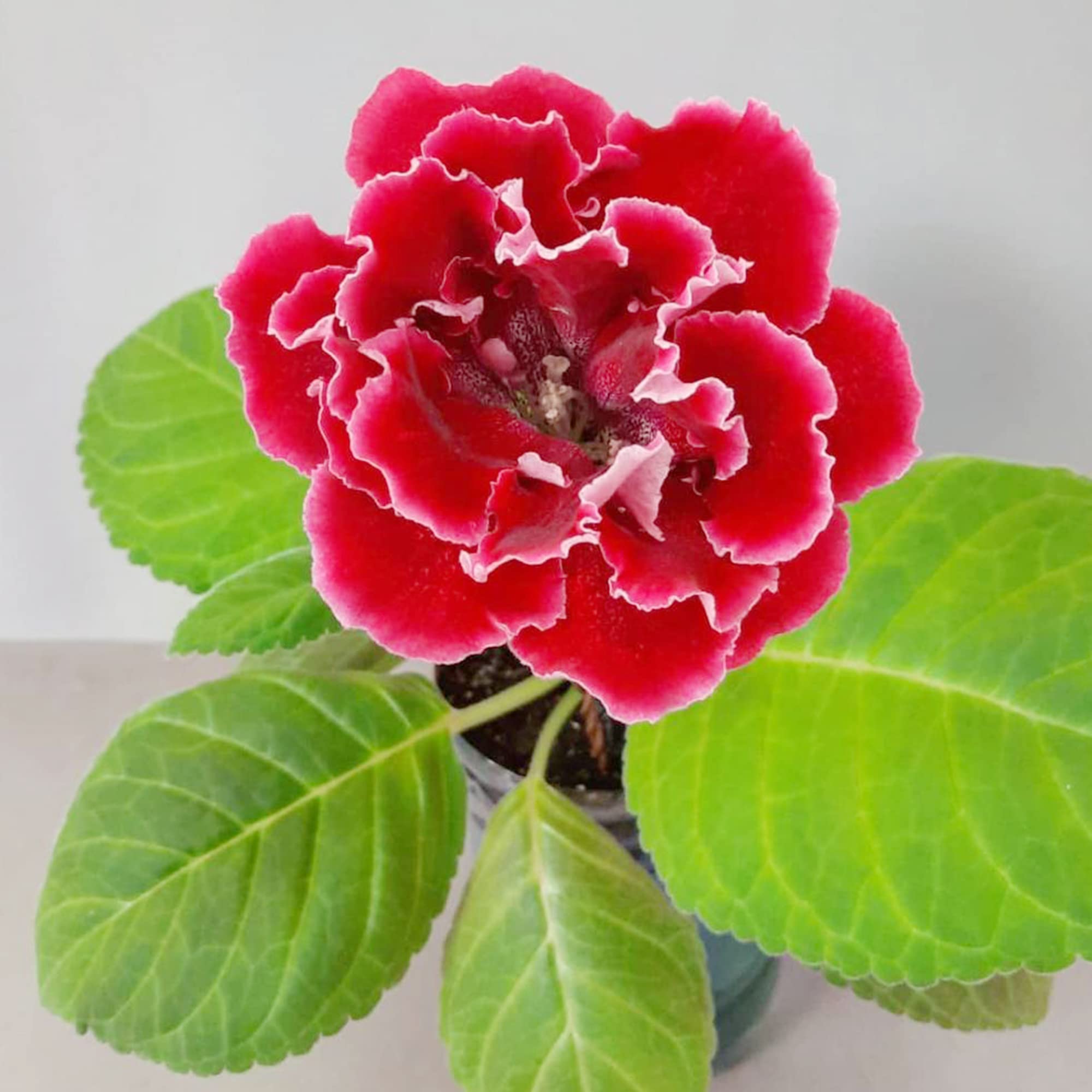 Gloxinia Sinningia speciosa Flower Seeds for Planting in Indoor Garden and Container