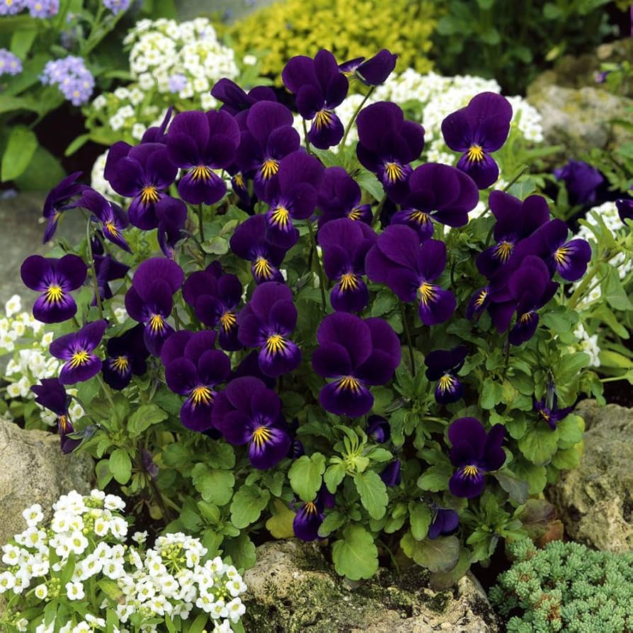 Henry Viola Viola x wittrockiana Flower Seeds for Planting in Flower Bed and Container Garden