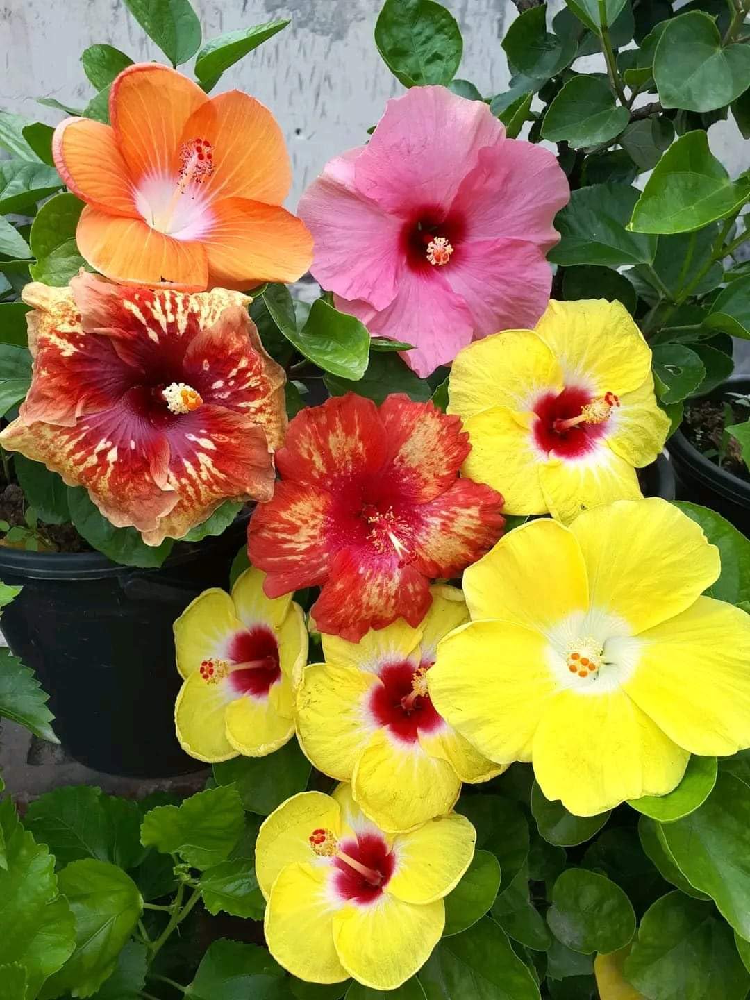 Multi-Colour Hibiscus Flower seeds for Planting - Compact Growth, Heirloom & GMO Free Seeds for Home Garden