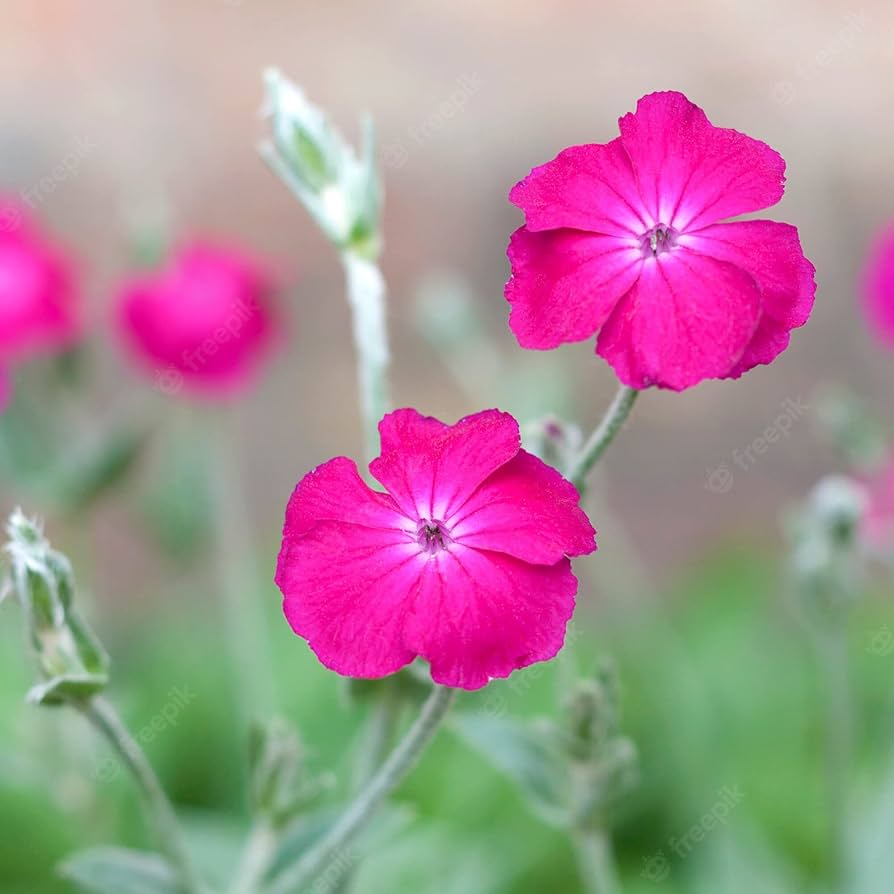 Lychnis Rosette Flower Seeds – Charming Perennial with Clusters of Color
