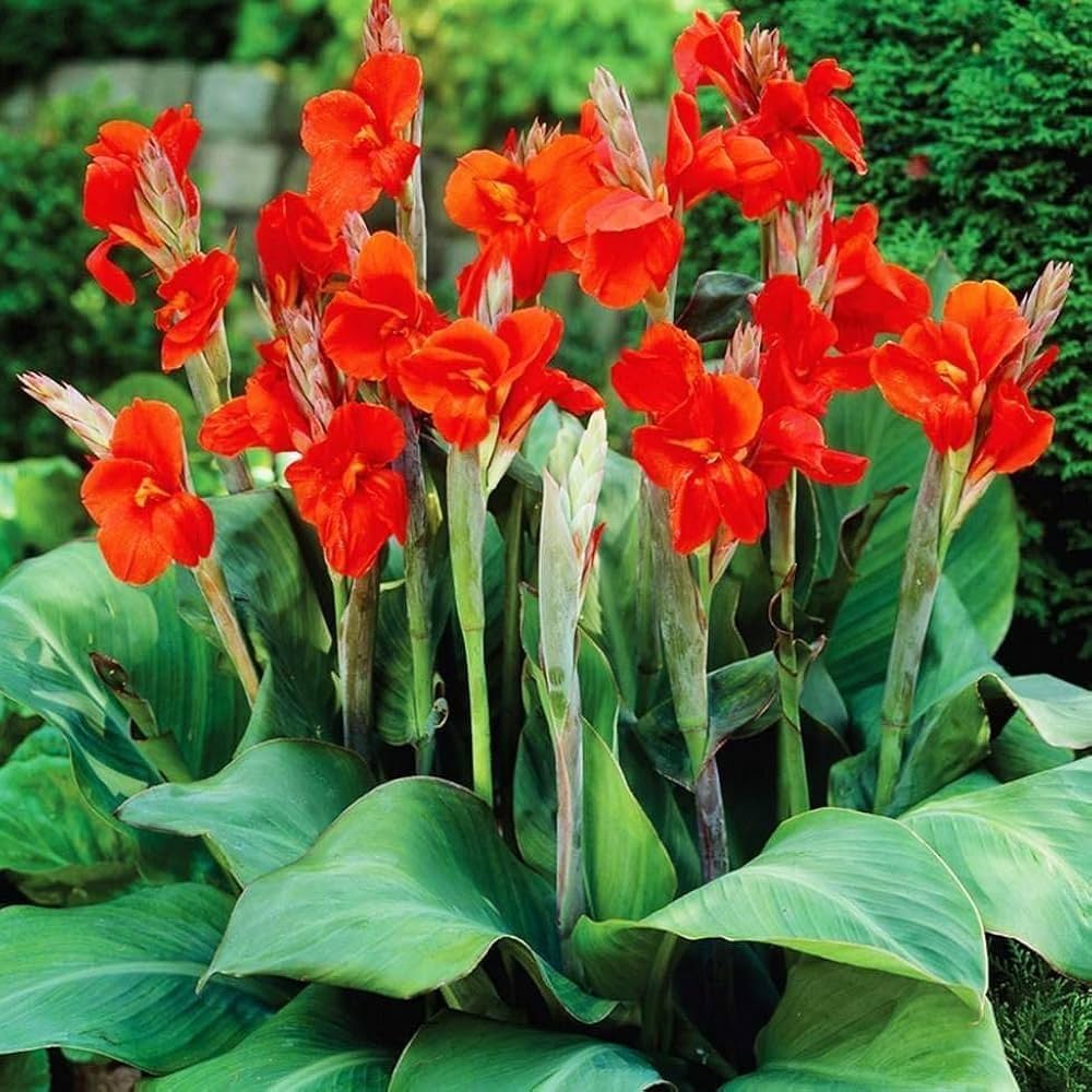Canna Lily Flower Planting Seeds for a Colorful Garden Transformation - Evergrowseeds
