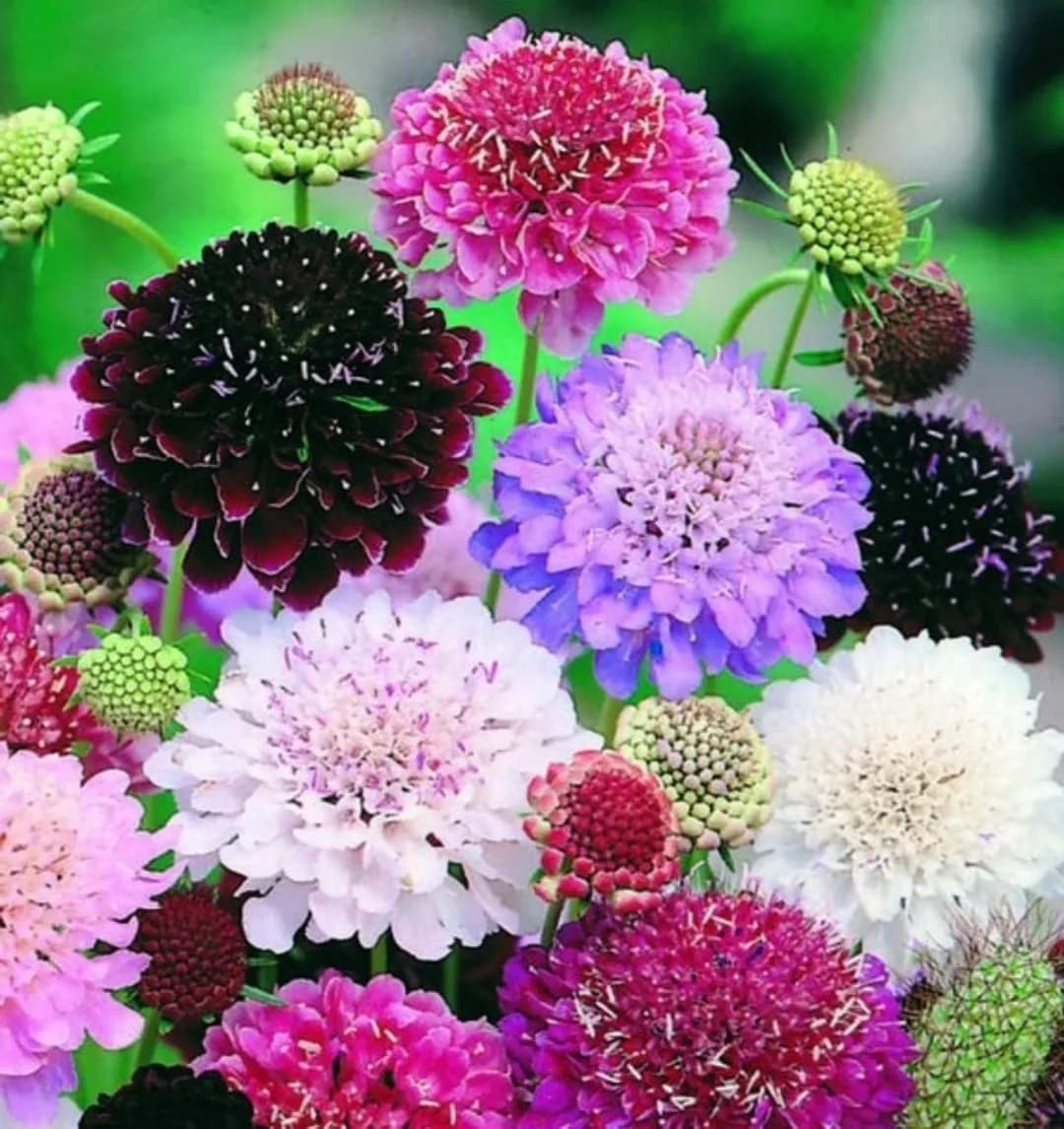 Pincushion Flower Scabiosa atropurpurea Seeds for Planting home garden flower bed