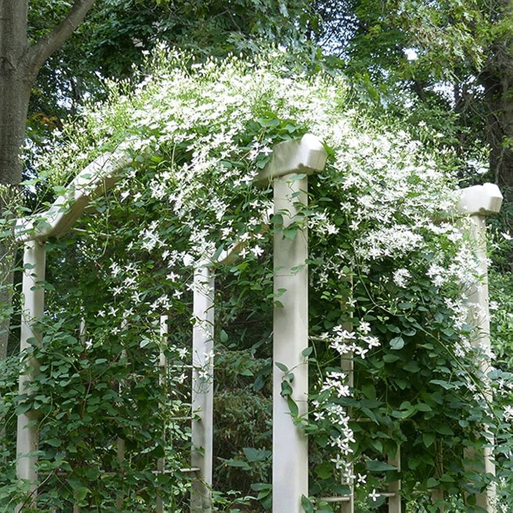 SWEET AUTUMN VINE Clematis terniflora Flower Seeds for Planting in Garden