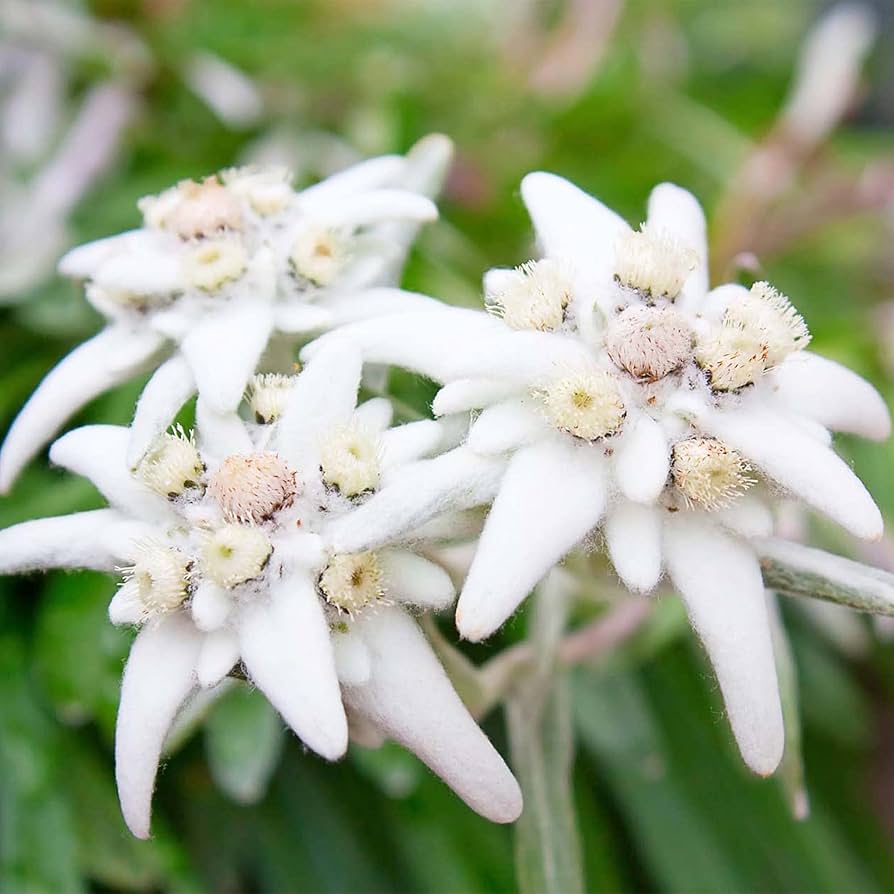 White Edelweiss Ground Flower seeds for Planting - Bright Blooms, Heirloom & GMO Free Seeds for Home Garden